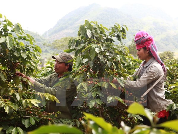 Xuất khẩu nông lâm thủy sản đối mặt với khó khăn "kép"