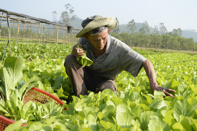 Ngân hàng CSXH huyện Minh Hóa: "Cầu nối" tín dụng của người dân