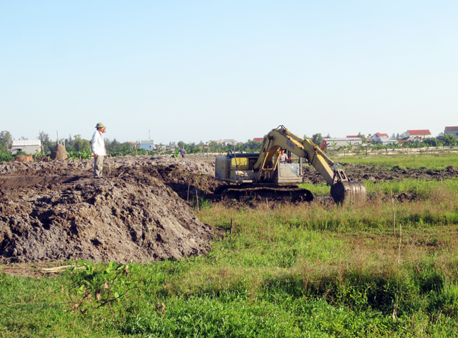 Tái sinh… Đồng Bồ