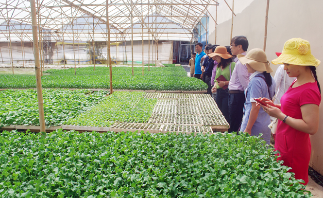 Vài cảm nhận về du lịch trên đất Tây Nguyên - Kỳ 1: Lâm Đồng-hướng tới du lịch nông nghiệp sạch