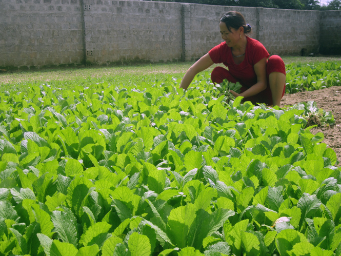 "Chăn nuôi xanh" bảo vệ môi trường