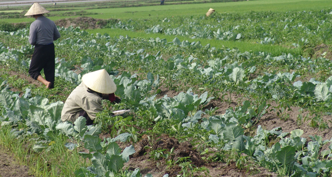 Giá trị sản xuất nông, lâm nghiệp và thuỷ sản đạt gần 7.400 tỷ đồng