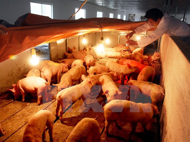 Tăng cường các biện pháp phòng chống đói, rét cho gia súc