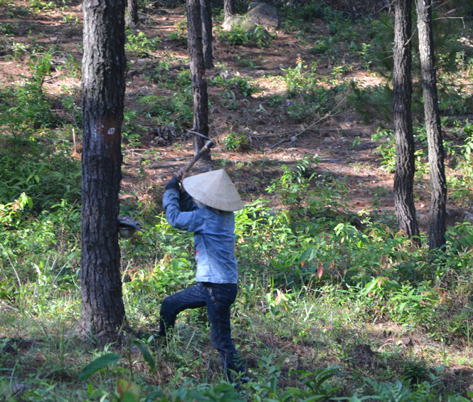 Trăn trở nghề rừng