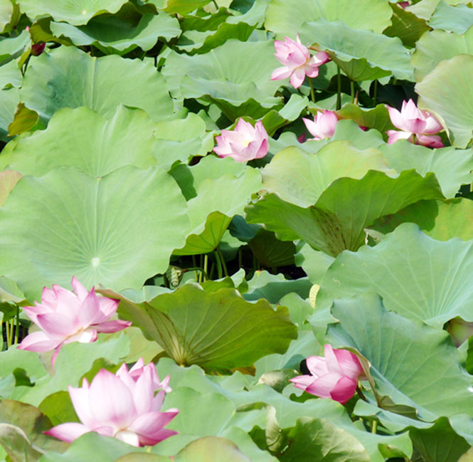 Mừng xuân nhớ Bác
