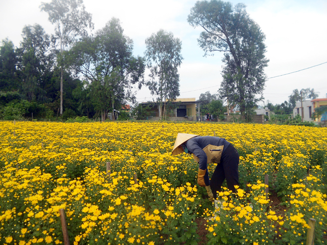 Nhộn nhịp những làng hoa