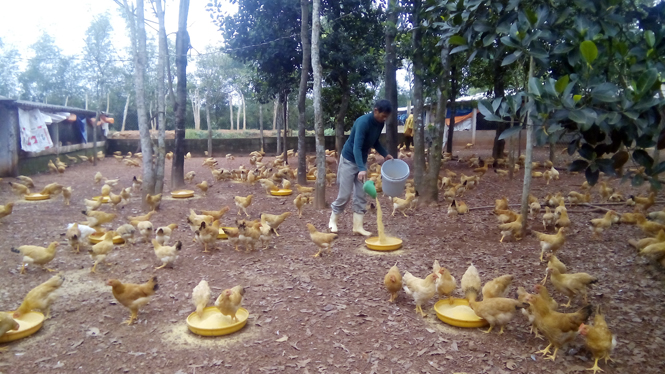 Nuôi gà đồi đem lại hiệu quả kinh tế cao
