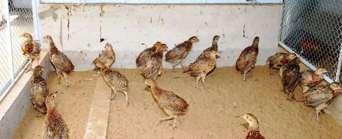 Triển vọng từ nghề nuôi chim trĩ