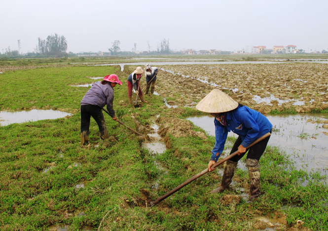 Chủ động nguồn nước tưới cho sản xuất vụ đông-xuân 2015-2016