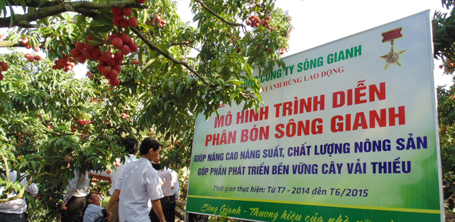 Phân bón Sông Gianh: Sản phẩm thân thuộc của nhà nông