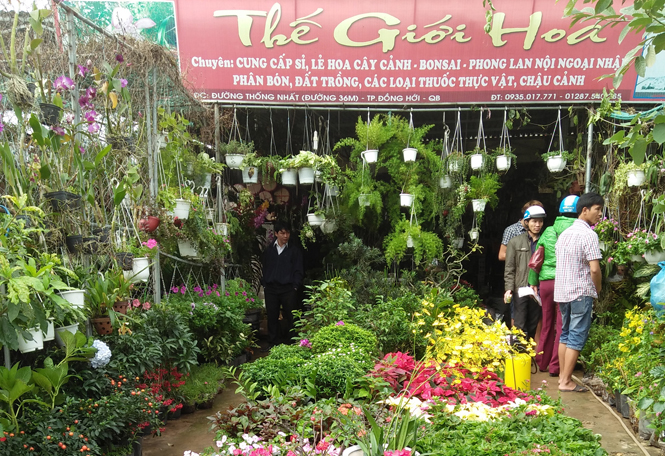 Sôi động thị trường hoa, cây cảnh dịp Tết