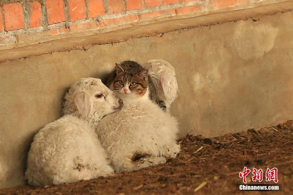 Chú mèo tinh khôn nằm cạnh hai con cừu để tránh rét