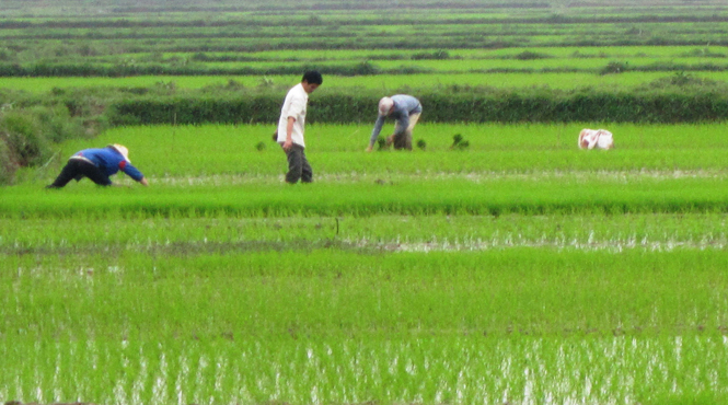 Tập trung chăm sóc lúa đông-xuân