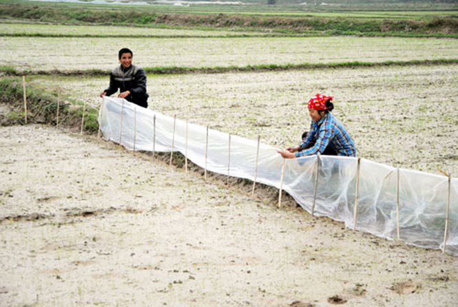 Chuột hại lúa xuất hiện trên diện rộng
