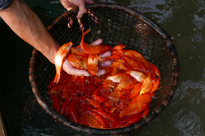 Giỗ ông Táo, về làng cá chép đỏ