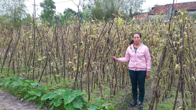 Người dân khốn đốn vì rau màu chết rạc