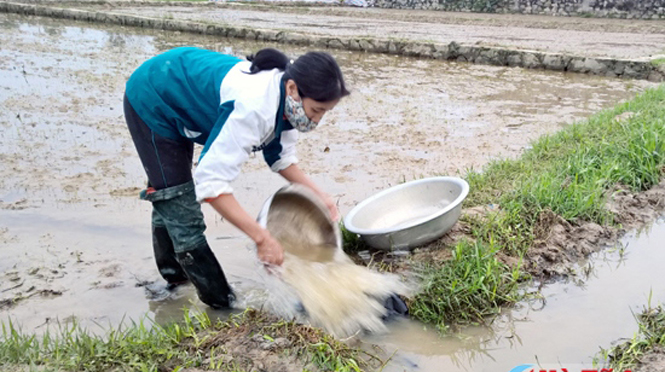 Gần 800ha lúa bị chết do rét hại
