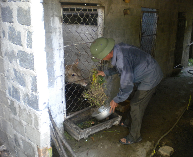 Mô hình nuôi hươu của Hội Cựu chiến binh xã Nghĩa Ninh: Hiệu quả rõ, nhưng khó khăn vẫn còn