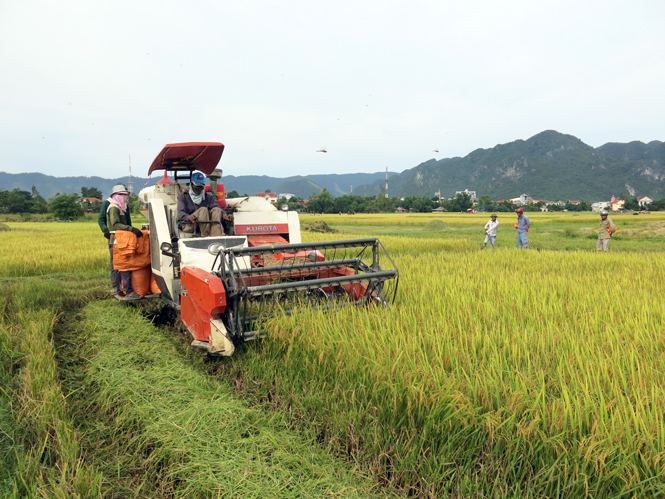 Minh Hóa tập trung tái cơ cấu nông nghiệp