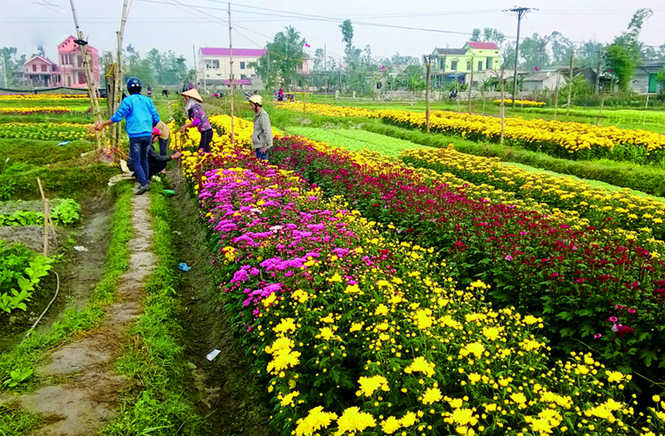 Thị xã Ba Đồn: Hướng tới xây dựng thương hiệu cho các sản phẩm nông nghiệp địa phương
