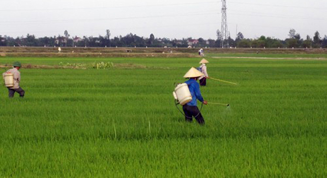 Tăng cường diệt chuột và phòng trừ sâu bệnh