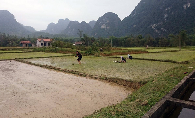 Minh Hóa: Nông dân lao đao vì lúa chết hàng loạt