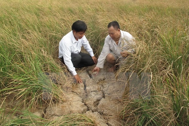 Các tỉnh phía Nam kiệt quệ vì hạn hán, xâm nhập mặn