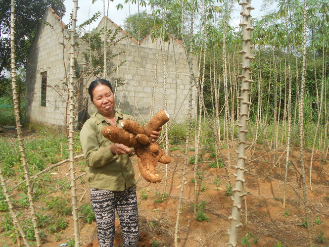 Dương Thủy: Tìm được đầu ra ổn định cho cây sắn