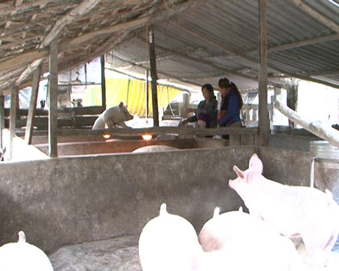 Làm giàu từ nuôi lợn