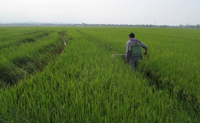 Hơn 1.000ha lúa đông-xuân bị bệnh đạo ôn
