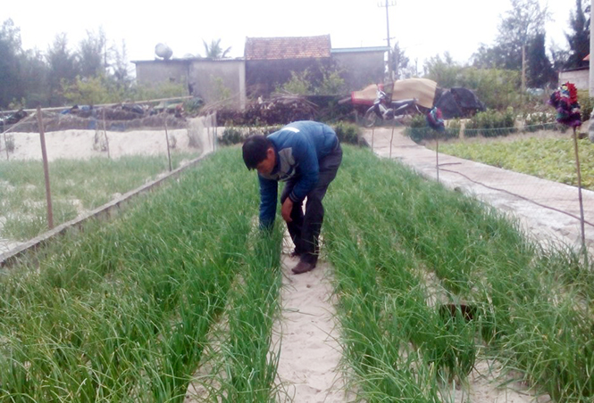 Trồng hành ta trên cát ở Hải Ninh