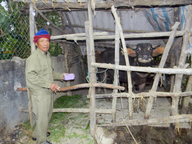 Quảng Ninh: Gia súc bị bệnh hàng loạt trên diện rộng