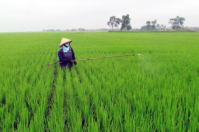 Cần tích cực phòng trừ bệnh đạo ôn hại lúa đông-xuân