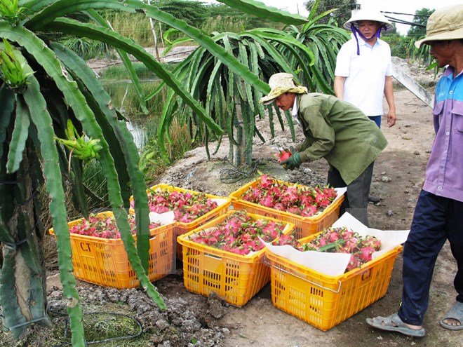 Từ 1-6: Đài Loan nhập khẩu trở lại thanh long của Việt Nam