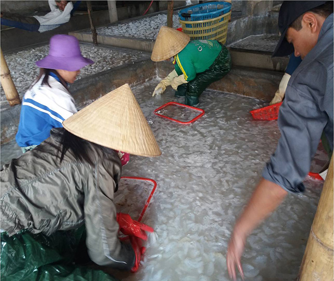 Khai thác chế biến sứa ở Ngư Thủy Nam