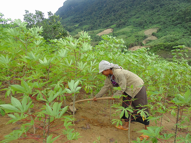 Hiệu quả bước đầu trong giao đất, giao rừng ở Trường Sơn