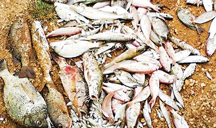 Xác định nguyên nhân cá chết hàng loạt tại miền Trung