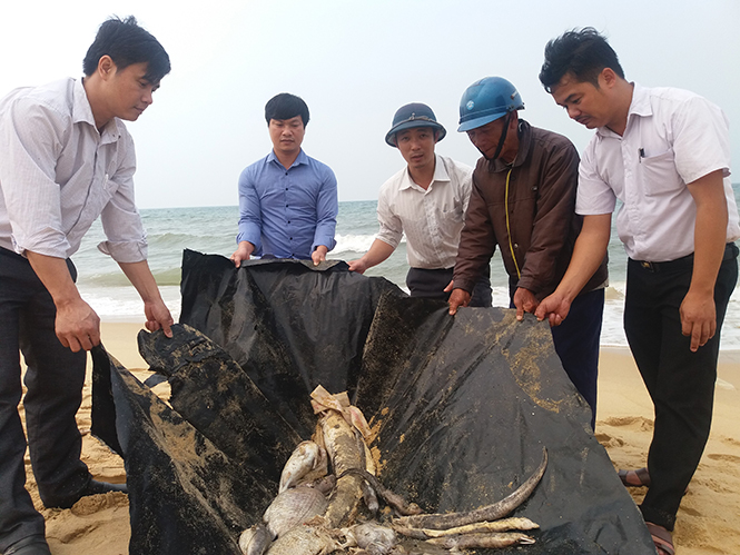 Triển khai lực lượng hỗ trợ, hướng dẫn các địa phương thu gom, chôn lấp cá chết chưa rõ nguyên nhân
