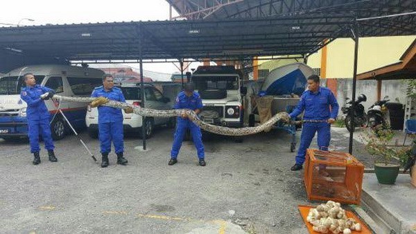 Phát hoảng với con trăn khổng lồ nặng hơn 100kg và 90 quả trứng