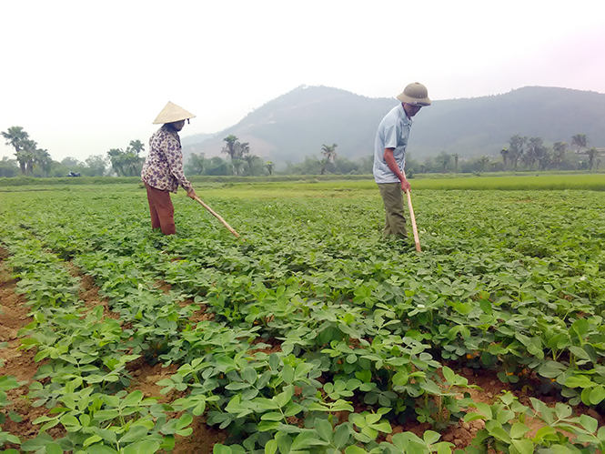 Đảng bộ xã Phong Hóa (Tuyên Hóa): Tập trung 3 khâu đột phá về kinh tế