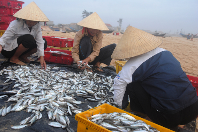 Họp báo về các chính sách hỗ trợ khắc phục hậu quả do thủy, hải sản chết bất thường