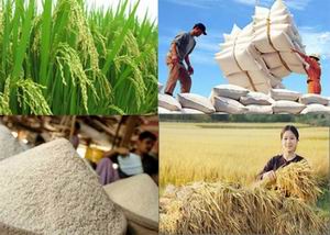 Quản lý và phát triển thương hiệu gạo Việt Nam