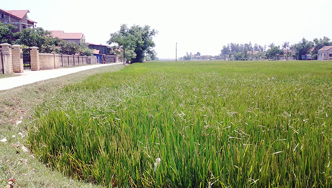 Quảng Hải phấn đấu cán đích nông thôn mới vào cuối năm 2016
