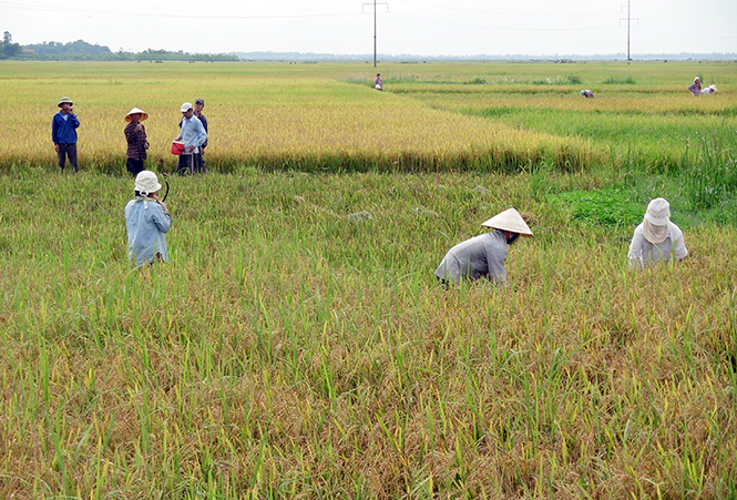 Vụ đông-xuân tiếp tục được mùa