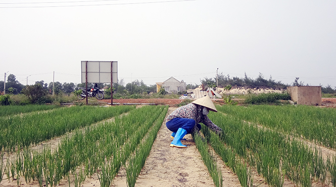 Kiểm soát tồn dư thuốc bảo vệ thực vật trong nông sản - Kỳ 2: Cần có những giải pháp đồng bộ, bền vững