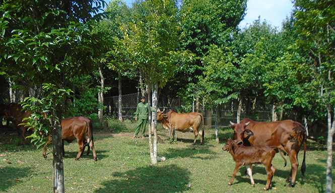 Tỷ phú vùng đồi