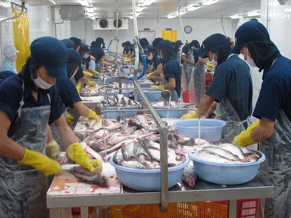 Chất lượng hải sản xuất khẩu không bị ảnh hưởng vì hiện tượng cá chết