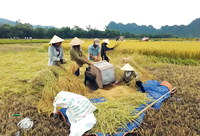 Thạch Hóa được mùa lúa đông-xuân