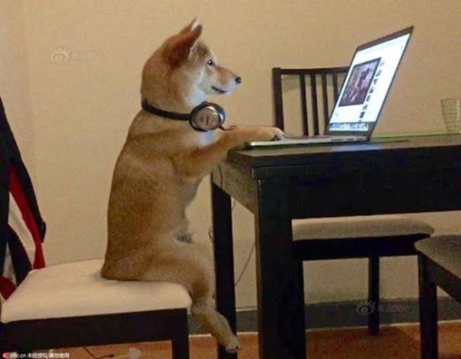 Chó Shiba gây sốt với dáng ngồi xem tivi giống hệt con người