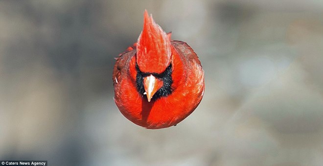 Chú chim trong trò chơi "Angry Birds" xuất hiện ngoài đời thực